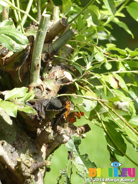 FZ008312 Butterfly on tree